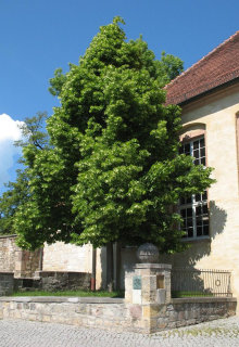 Lipa malolistá GREENSPIRE obrovský strom 180cm VEĽMI STREDNOPRODUKTÍVNY ODKAZ